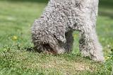 LAGOTTO CAVAGE 052